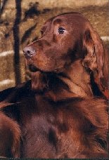 ���� 1.5 ����